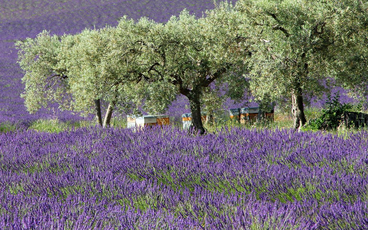 Le Jardin De Celina Frühstückspension Valensole